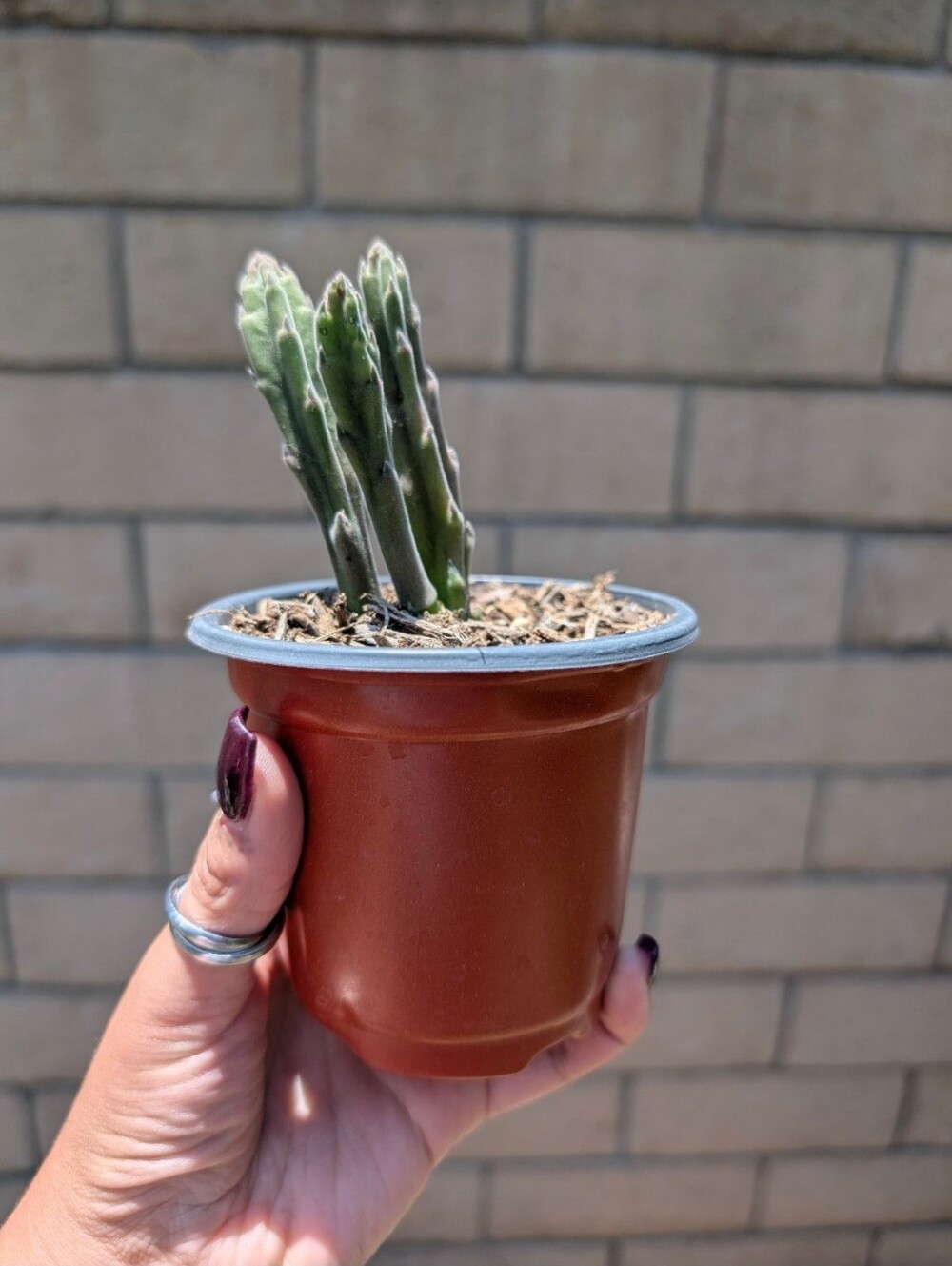 Stapelia leendertziae (black bell) succulent • Rare dark blooming plant